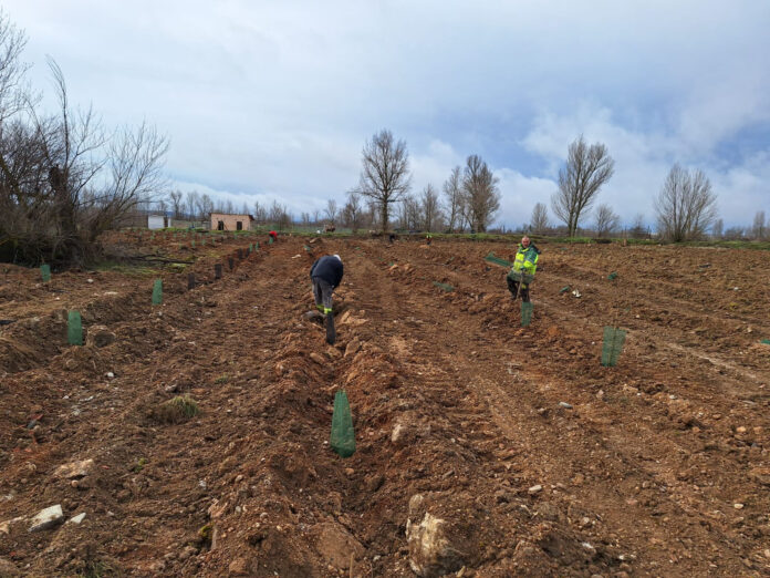 35 AFF PROYECTO DUEÑAS COMPENSACIÓN HUELLA DE CARBONO