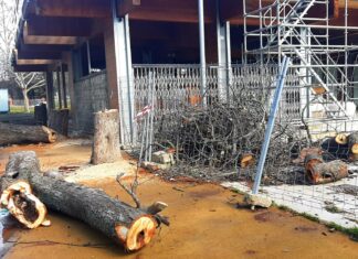 Los árboles del Salón de Palencia, entre seres vivos y yogures