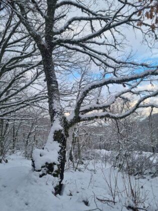 Nevada Bra&ntilde;osera 2024 marzo