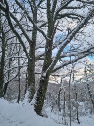 Nevada Bra&ntilde;osera 2024 marzo