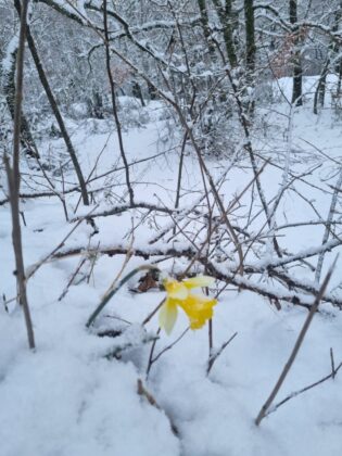 Nevada Bra&ntilde;osera 2024 marzo