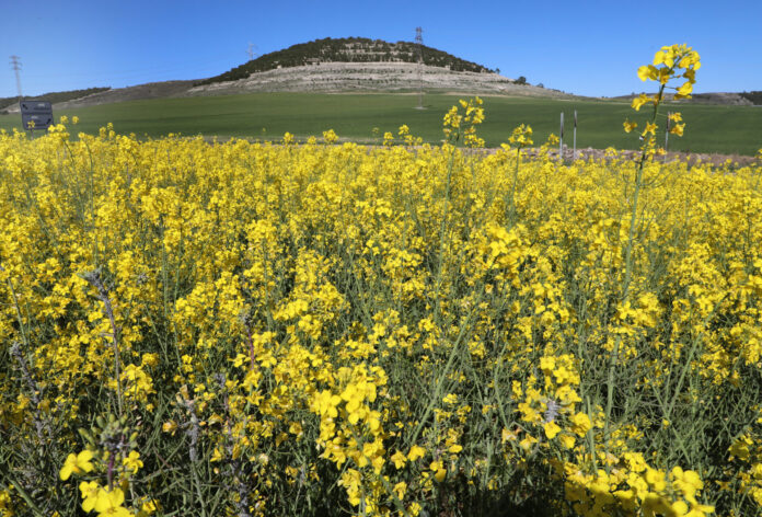 Cultivo de colza Cultivo de colza
