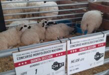 Ya tenemos los resultados de los concursos de ganado ovino de Raza Churra