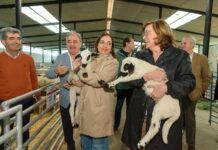 La Feria Churra lucha por conservar y dar valor a su raza La alcaldesa de Palencia, Miriam Andrés y la presidenta de la Diputación, Ángeles Armisén, sostienen un ejemplar de oveja churra / Diputación de Palencia