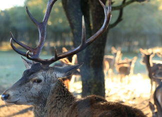 Una reserva de ciervos a 10 min del centro de la ciudad