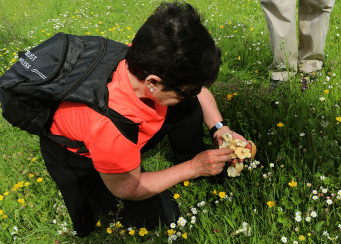 XX Encuentro de asociaciones micológicas de Castilla y León en la montaña palentina