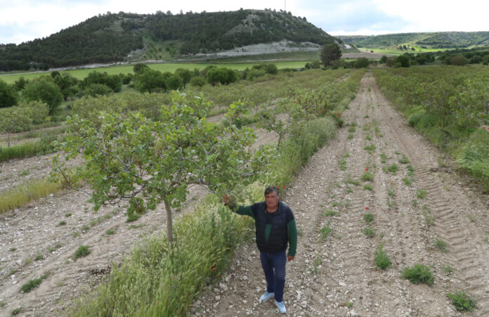 Pistachos del Cerrato Pistachos del Cerrato