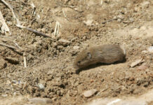 Ejemplar de topillo campesino en Tierra de Campos