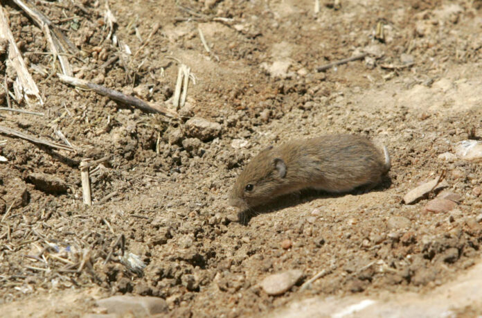 Ejemplar de topillo campesino en Tierra de Campos