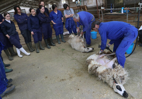 Jornadas sobre el esquileo ovino en Vi&ntilde;alta Palencia