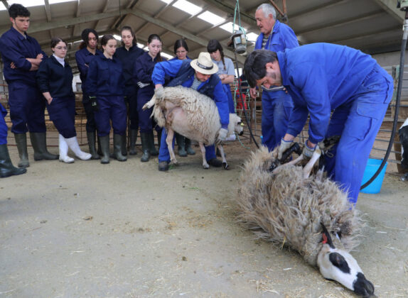 Jornadas sobre el esquileo ovino en Vi&ntilde;alta Palencia