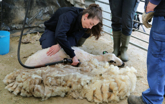 Jornadas sobre el esquileo ovino en Vi&ntilde;alta Palencia