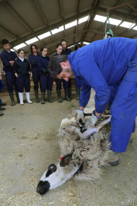 Jornadas sobre el esquileo ovino en Vi&ntilde;alta Palencia