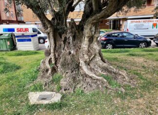 ¡Vamos Palencia! pide más atención y cuidado para el Olivo de la Paz Olivo de la Paz