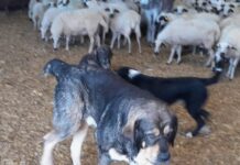 La Diputación de Palencia incrementa las ayudas para la protección ganadera contra ataques de animales salvajes Mastín- finca Tablares