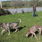 Centro canino Can-poo que funciona como guardería para que los dueños dejen a sus mascotas alojadas mientras se van de vacaciones, en la imagen el dueño del centro, Miguel Ángel Barcenilla, con alguno perros alojados en el centro