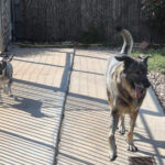 Centro canino Can-poo que funciona como guardería para que los dueños dejen a sus mascotas alojadas mientras se van de vacaciones, en la imagen el dueño del centro, Miguel Ángel Barcenilla, con alguno perros alojados en el centro