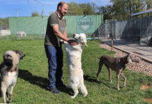 Centro canino Can-poo que funciona como guardería para que los dueños dejen a sus mascotas alojadas mientras se van de vacaciones, en la imagen el dueño del centro, Miguel Ángel Barcenilla, con alguno perros alojados en el centro./ Brágimo (ICAL)