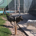 Centro canino Can-poo que funciona como guardería para que los dueños dejen a sus mascotas alojadas mientras se van de vacaciones, en la imagen el dueño del centro, Miguel Ángel Barcenilla, con alguno perros alojados en el centro