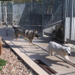 Centro canino Can-poo que funciona como guardería para que los dueños dejen a sus mascotas alojadas mientras se van de vacaciones, en la imagen el dueño del centro, Miguel Ángel Barcenilla, con alguno perros alojados en el centro