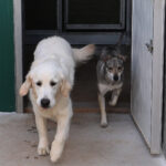 Centro canino Can-poo que funciona como guardería para que los dueños dejen a sus mascotas alojadas mientras se van de vacaciones, en la imagen el dueño del centro, Miguel Ángel Barcenilla, con alguno perros alojados en el centro