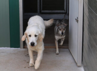 Centro canino Can-poo que funciona como guardería para que los dueños dejen a sus mascotas alojadas mientras se van de vacaciones, en la imagen el dueño del centro, Miguel Ángel Barcenilla, con alguno perros alojados en el centro