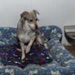 Centro canino Can-poo que funciona como guardería para que los dueños dejen a sus mascotas alojadas mientras se van de vacaciones, en la imagen el dueño del centro, Miguel Ángel Barcenilla, con alguno perros alojados en el centro