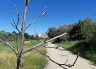 El paseo de los árboles ‘no vivos’ de Palencia