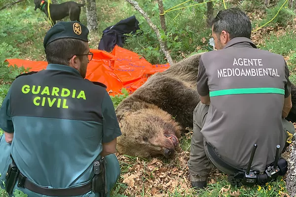 Agentes junto al oso muerto en Palencia