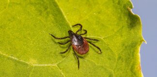 Garrapata en una hoja. Atención con sus picaduras