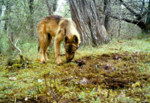 ICAL - Ejemplares de lobo ibérico