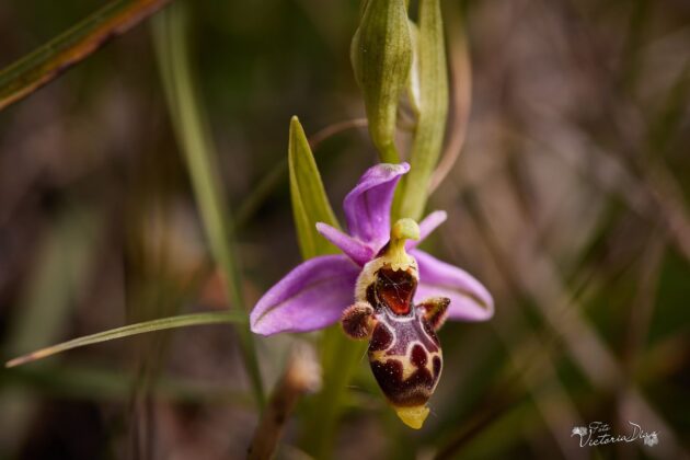 Orqu&iacute;deas silvestres y otras flores en Las Tuerces - Geoparque de Las Loras - FOTO Victoria D&iacute;az