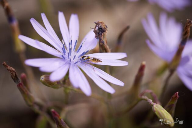 Orqu&iacute;deas silvestres y otras flores en Las Tuerces - Geoparque de Las Loras - FOTO Victoria D&iacute;az