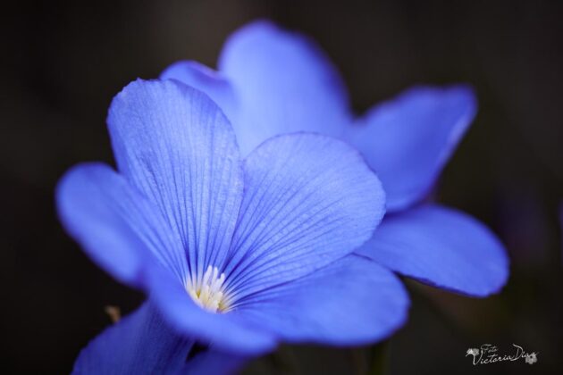 Orqu&iacute;deas silvestres y otras flores en Las Tuerces - Geoparque de Las Loras - FOTO Victoria D&iacute;az