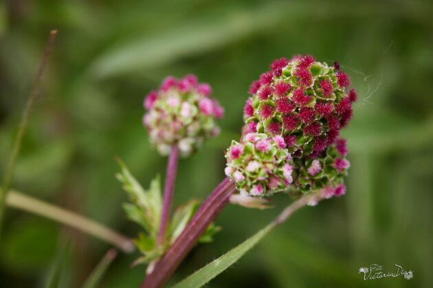 Orqu&iacute;deas silvestres y otras flores en Las Tuerces - Geoparque de Las Loras - FOTO Victoria D&iacute;az