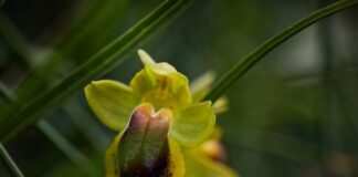 Orquídeas silvestres y otras flores en Las Tuerces - Geoparque de Las Loras - FOTO Victoria Díaz