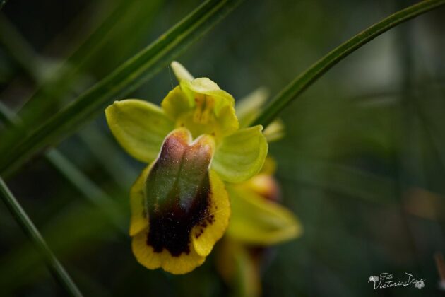 Orqu&iacute;deas silvestres y otras flores en Las Tuerces - Geoparque de Las Loras - FOTO Victoria D&iacute;az