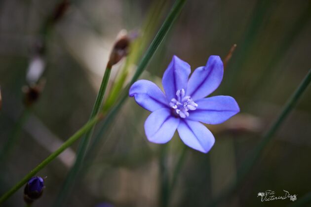 Orqu&iacute;deas silvestres y otras flores en Las Tuerces - Geoparque de Las Loras - FOTO Victoria D&iacute;az