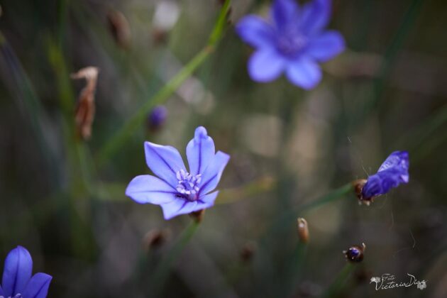Orqu&iacute;deas silvestres y otras flores en Las Tuerces - Geoparque de Las Loras - FOTO Victoria D&iacute;az