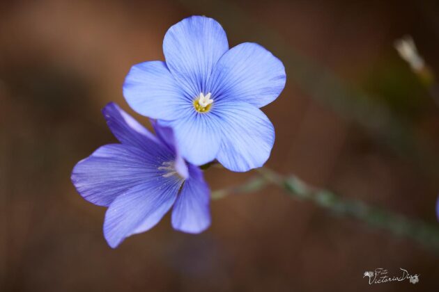 Orqu&iacute;deas silvestres y otras flores en Las Tuerces - Geoparque de Las Loras - FOTO Victoria D&iacute;az