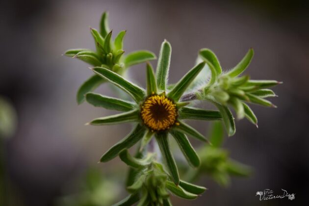 Orqu&iacute;deas silvestres y otras flores en Las Tuerces - Geoparque de Las Loras - FOTO Victoria D&iacute;az