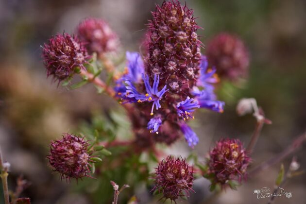 Orqu&iacute;deas silvestres y otras flores en Las Tuerces - Geoparque de Las Loras - FOTO Victoria D&iacute;az