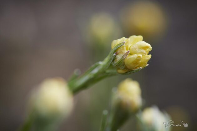 Orqu&iacute;deas silvestres y otras flores en Las Tuerces - Geoparque de Las Loras - FOTO Victoria D&iacute;az