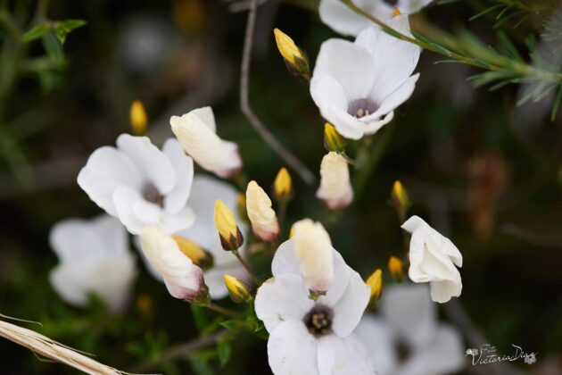 Orqu&iacute;deas silvestres y otras flores en Las Tuerces - Geoparque de Las Loras - FOTO Victoria D&iacute;az