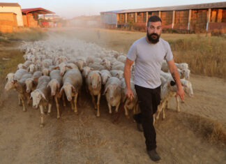 De Madrid al pueblo El pastor de Villamorco (Palencia), José de Mingo saca al rebaño al campo a pastar.