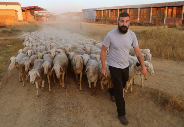 El pastor de Villamorco (Palencia), Jos&eacute; de Mingo saca al reba&ntilde;o al campo a pastar.