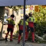 Tala de la rama del árbol en la Plaza Mayor