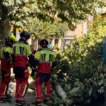 Tala de la rama del árbol en la Plaza Mayor