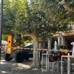 Tala de la rama del árbol en la Plaza Mayor