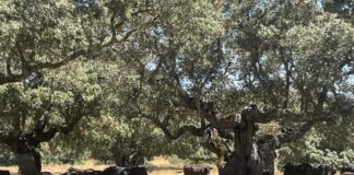 Toros de lidia en la Dehesa